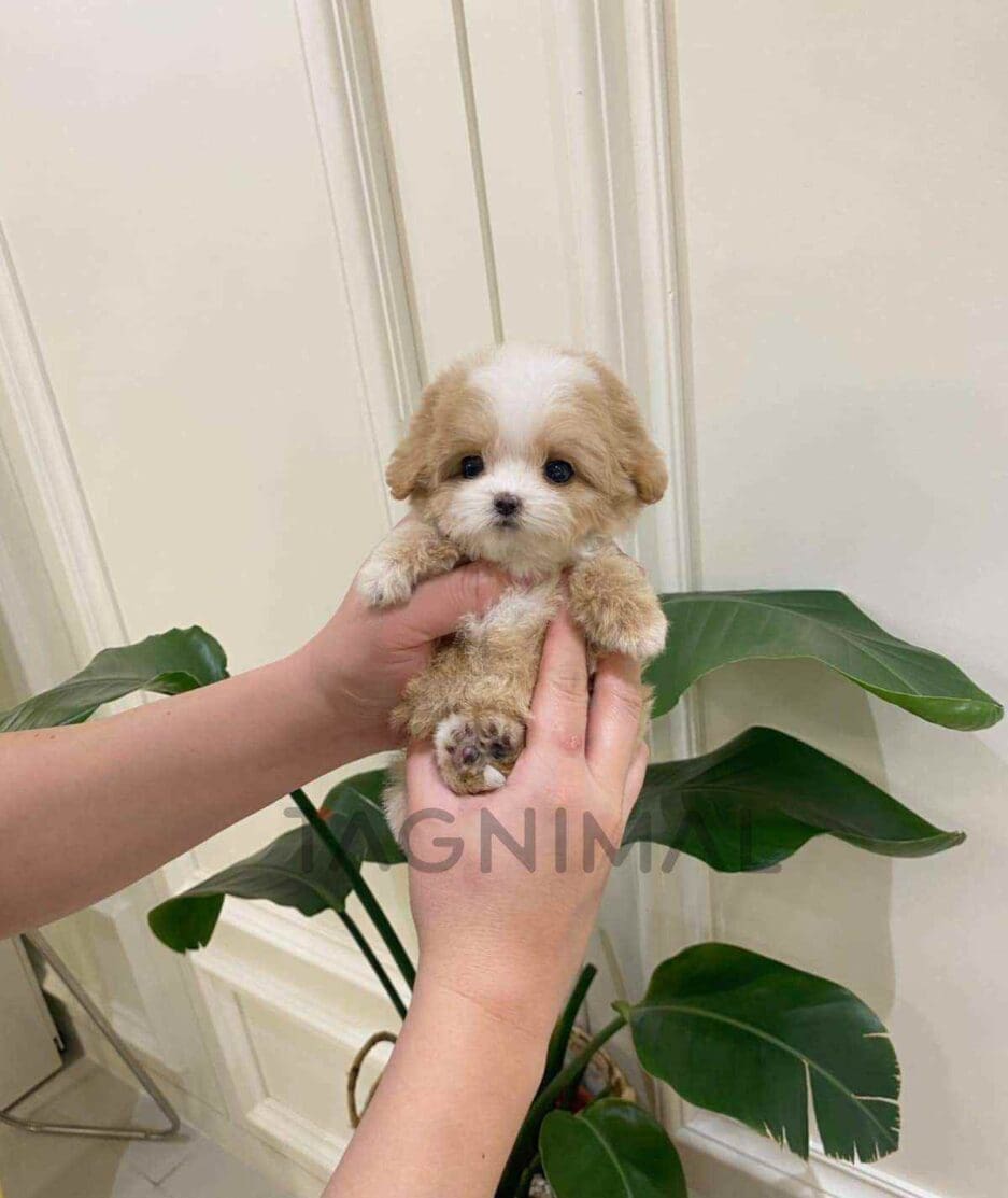 Maltipoo puppy for sale, dog for sale at Tagnimal