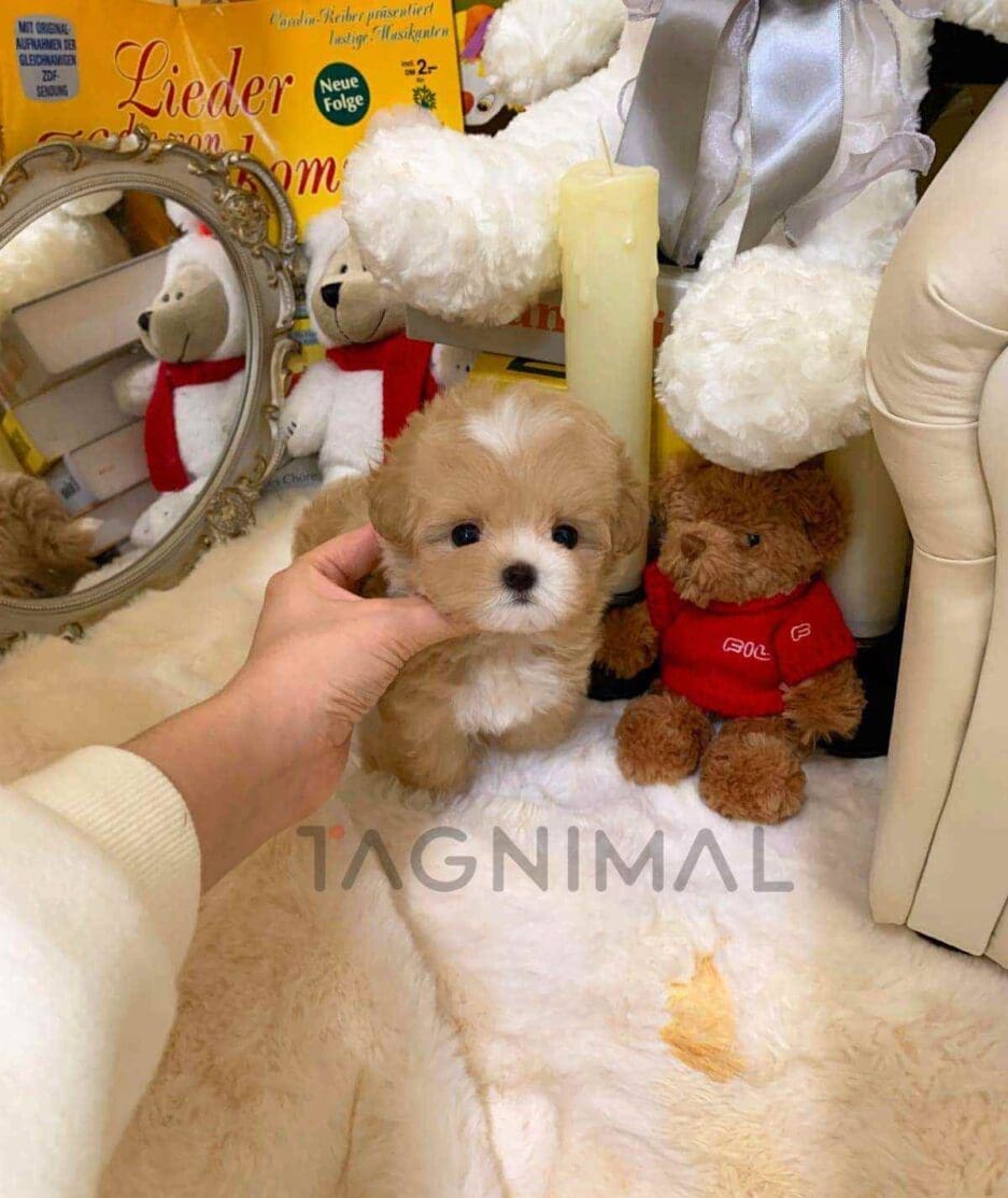 Maltipoo puppy for sale, dog for sale at Tagnimal