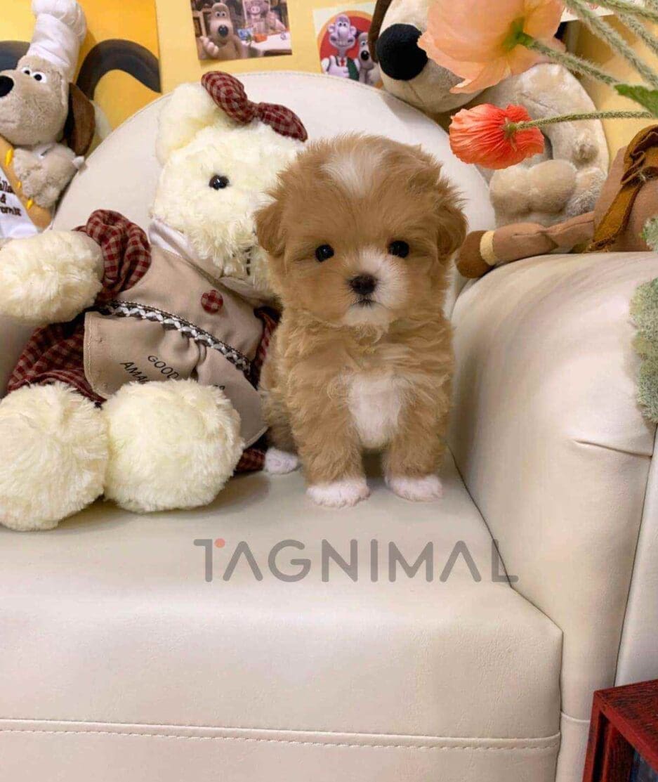 Maltipoo puppy for sale, dog for sale at Tagnimal