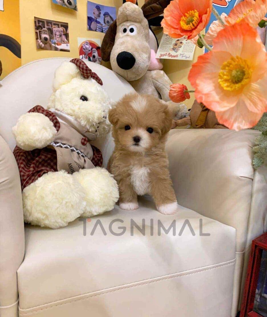 Maltipoo puppy for sale, dog for sale at Tagnimal