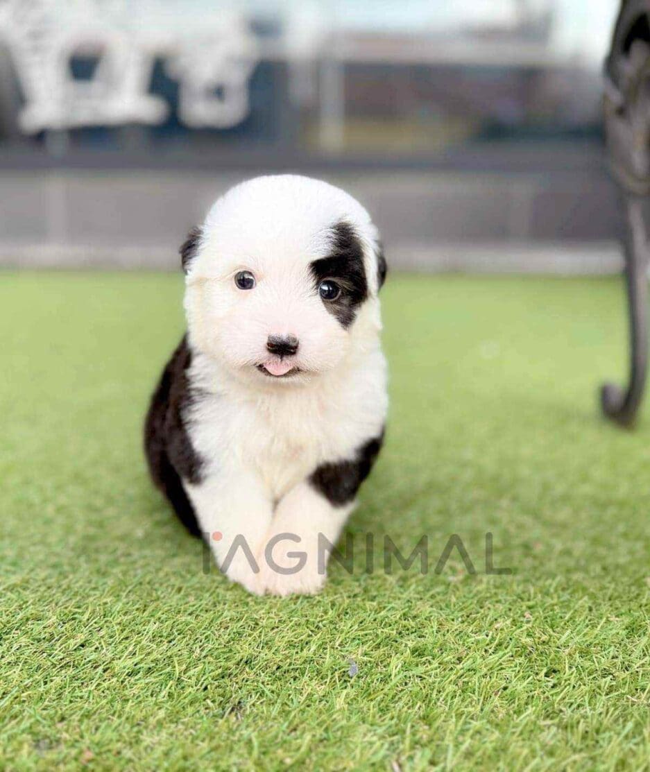 Old English Sheepdog puppy for sale, dog for sale at Tagnimal