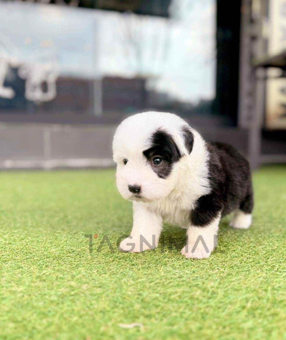 Old English Sheepdog puppy for sale, dog for sale at Tagnimal