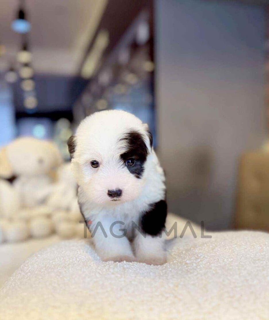 Old English Sheepdog puppy for sale, dog for sale at Tagnimal