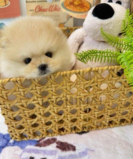 Pomeranian puppy for sale, dog for sale at Tagnimal