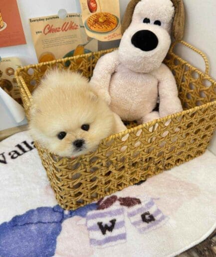 Pomeranian puppy for sale, dog for sale at Tagnimal