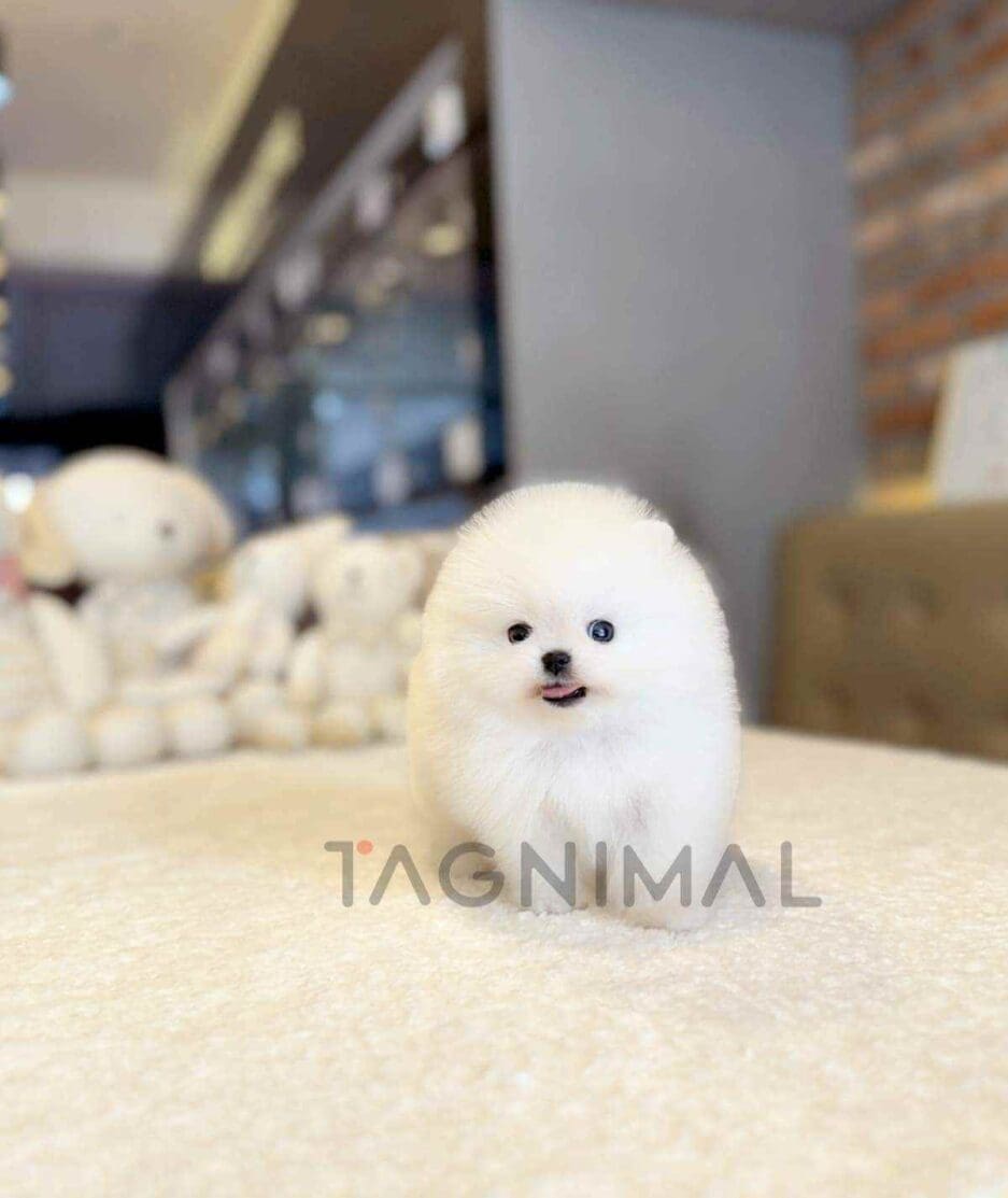 Pomeranian puppy for sale, dog for sale at Tagnimal