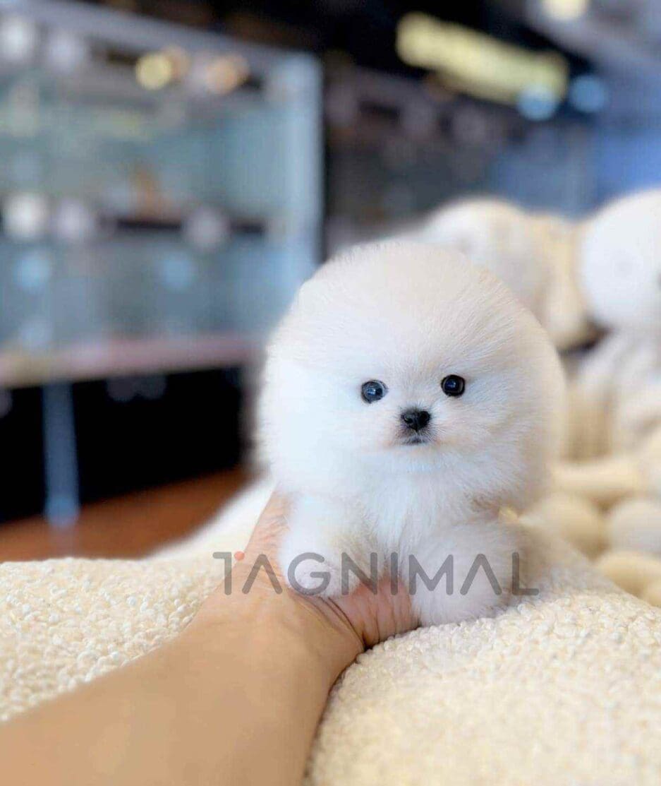 Pomeranian puppy for sale, dog for sale at Tagnimal