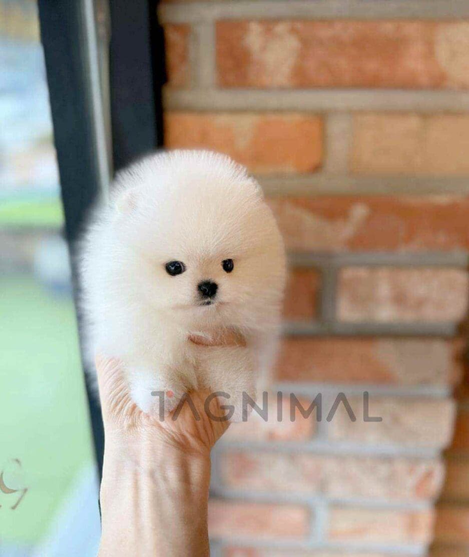 Pomeranian puppy for sale, dog for sale at Tagnimal