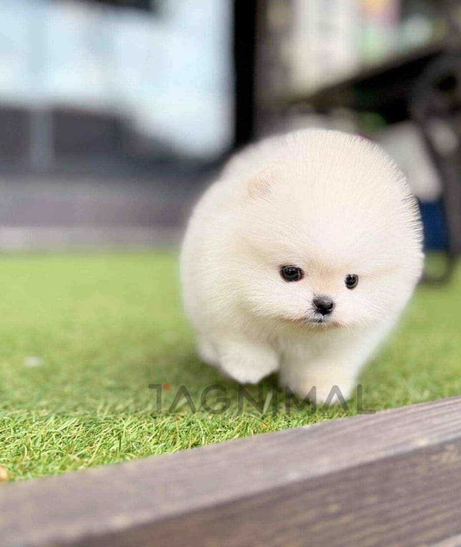 Pomeranian puppy for sale, dog for sale at Tagnimal