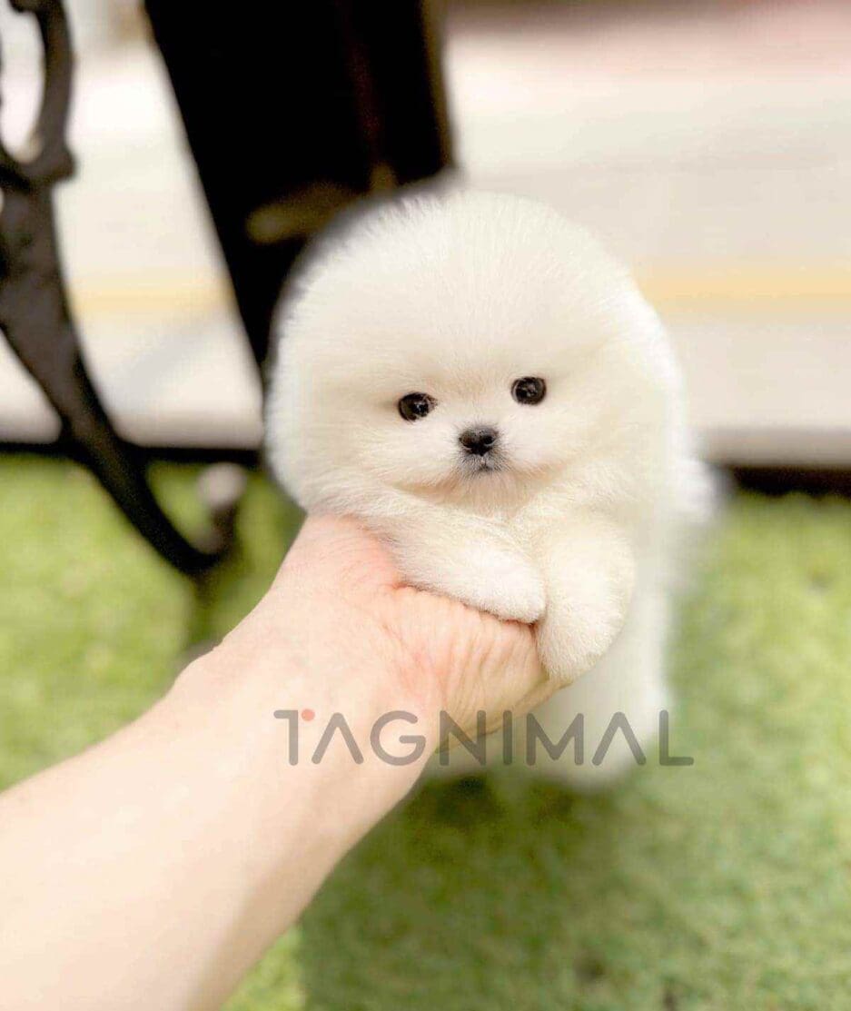 Pomeranian puppy for sale, dog for sale at Tagnimal