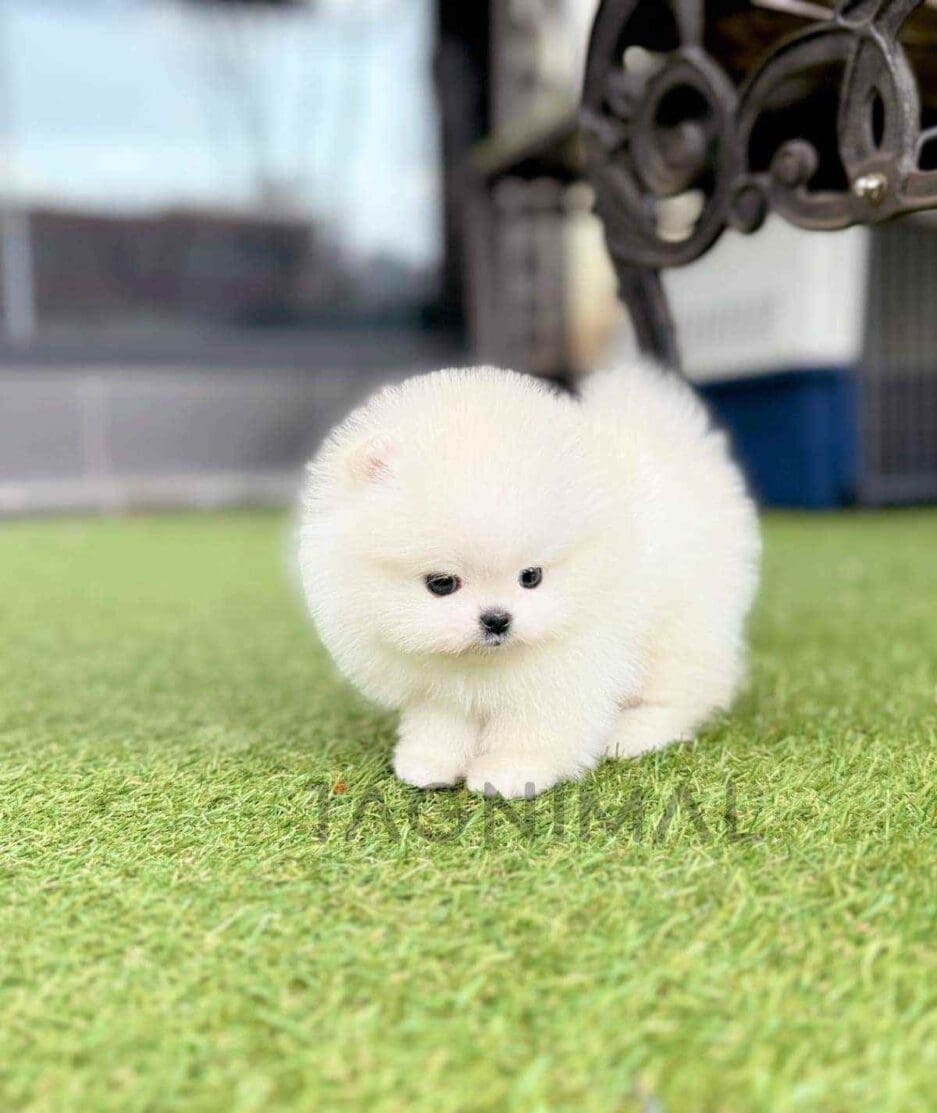 Pomeranian puppy for sale, dog for sale at Tagnimal