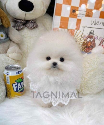 Pomeranian puppy for sale, dog for sale at Tagnimal