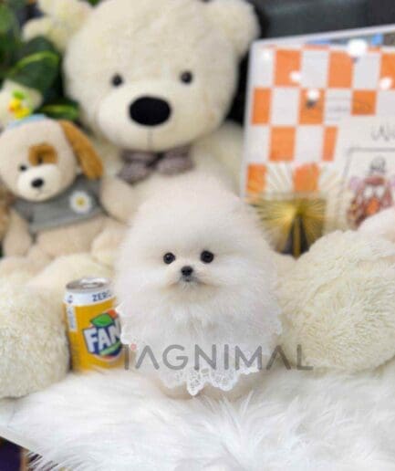 Pomeranian puppy for sale, dog for sale at Tagnimal