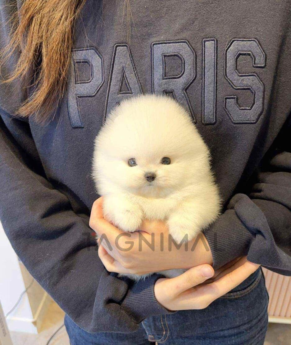 Pomeranian puppy for sale, dog for sale at Tagnimal