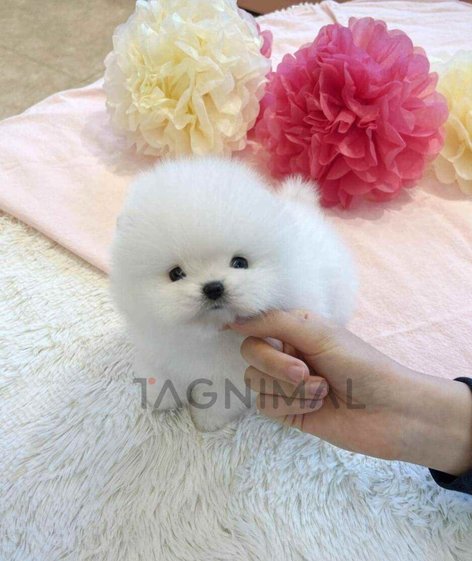 Pomeranian puppy for sale, dog for sale at Tagnimal