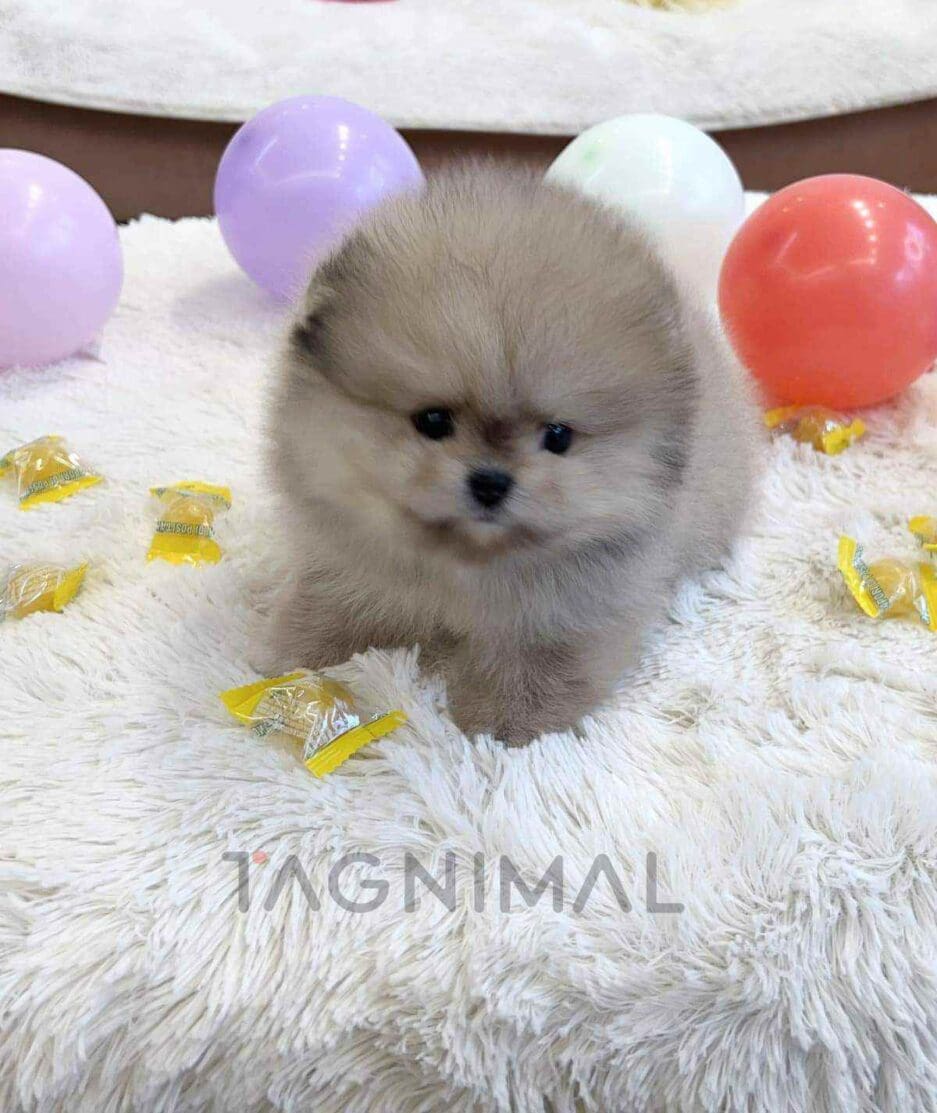 Pomeranian puppy for sale, dog for sale at Tagnimal