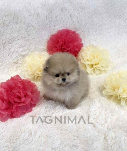 Pomeranian puppy for sale, dog for sale at Tagnimal