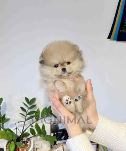 Pomeranian puppy for sale, dog for sale at Tagnimal