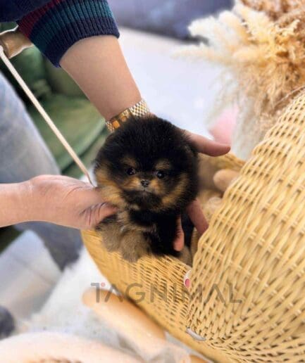 Pomeranian puppy for sale, dog for sale at Tagnimal