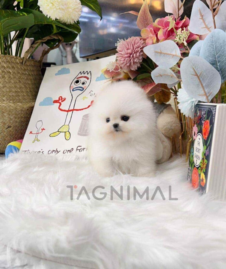 Pomeranian puppy for sale, dog for sale at Tagnimal