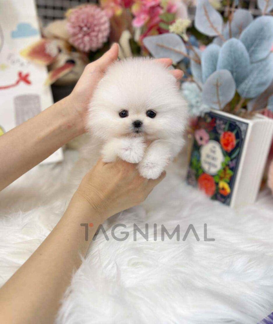 Pomeranian puppy for sale, dog for sale at Tagnimal