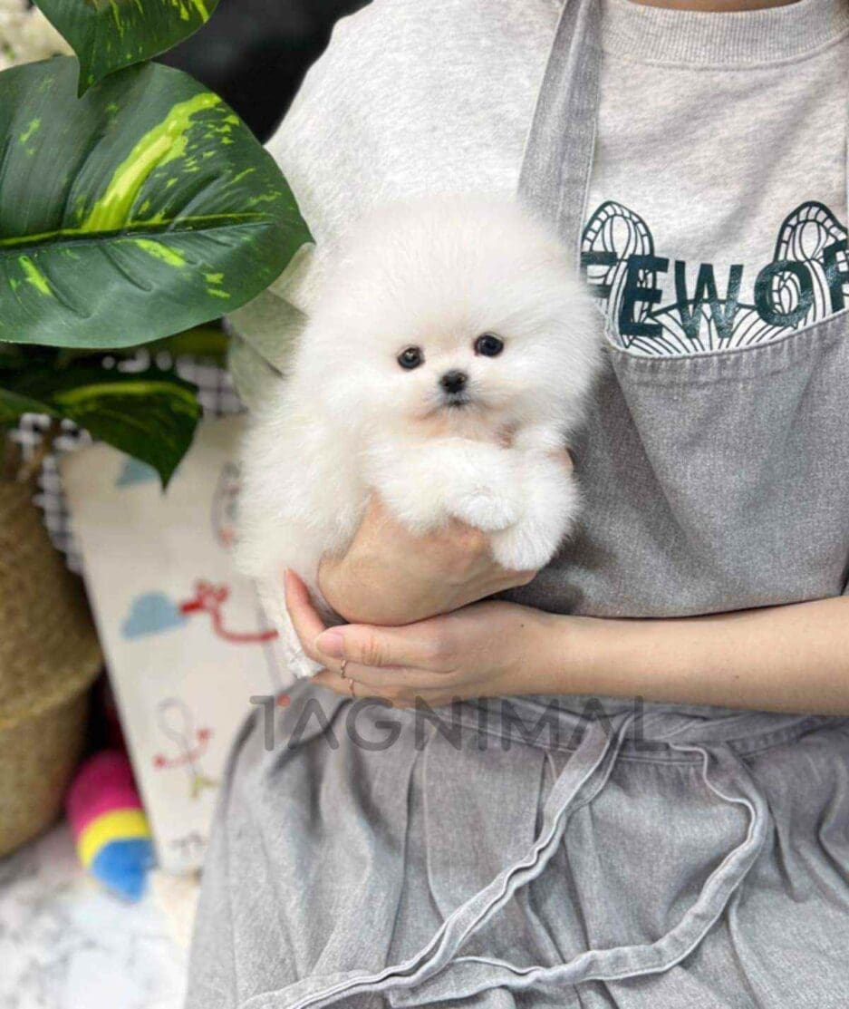 Pomeranian puppy for sale, dog for sale at Tagnimal