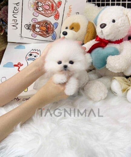 Pomeranian puppy for sale, dog for sale at Tagnimal