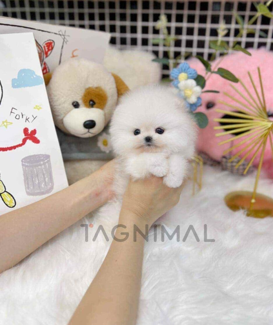 Pomeranian puppy for sale, dog for sale at Tagnimal