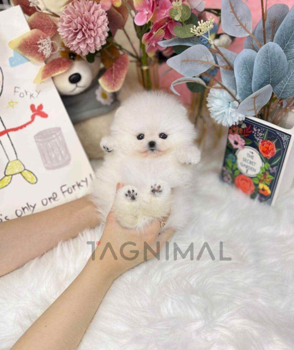 Pomeranian puppy for sale, dog for sale at Tagnimal