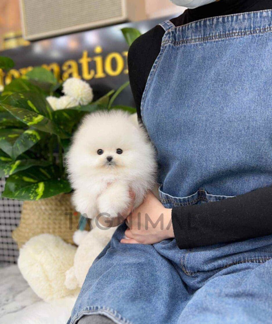 Pomeranian puppy for sale, dog for sale at Tagnimal