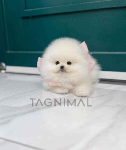 Pomeranian puppy for sale, dog for sale at Tagnimal