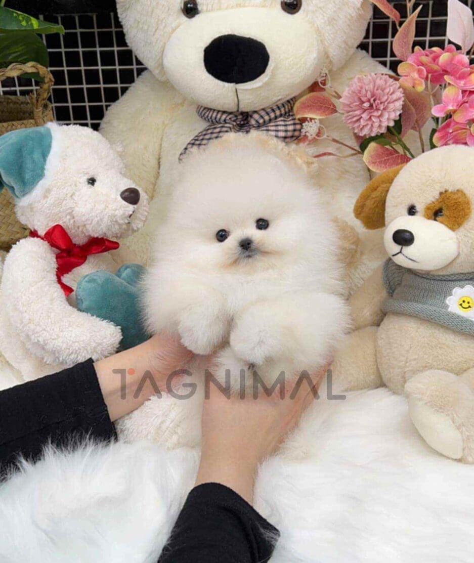 Pomeranian puppy for sale, dog for sale at Tagnimal