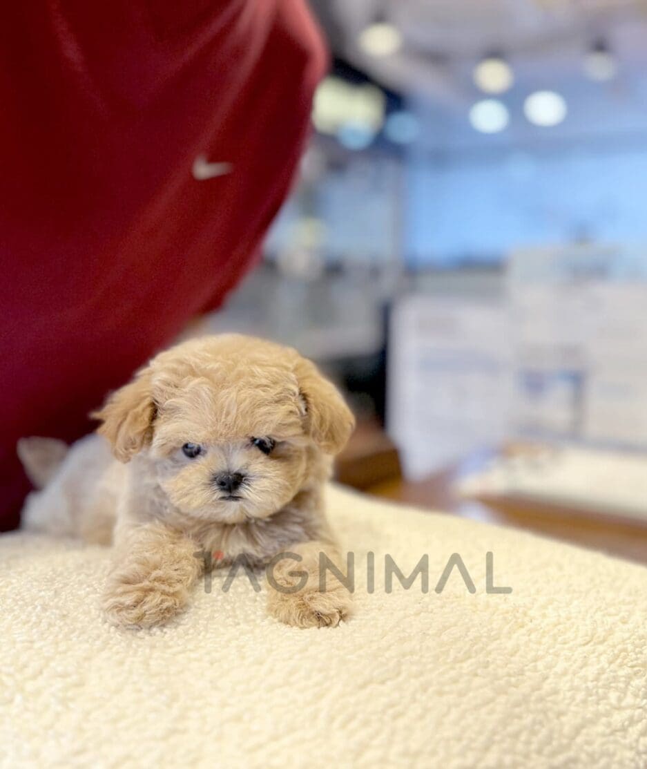 Poodle puppy for sale, dog for sale at Tagnimal