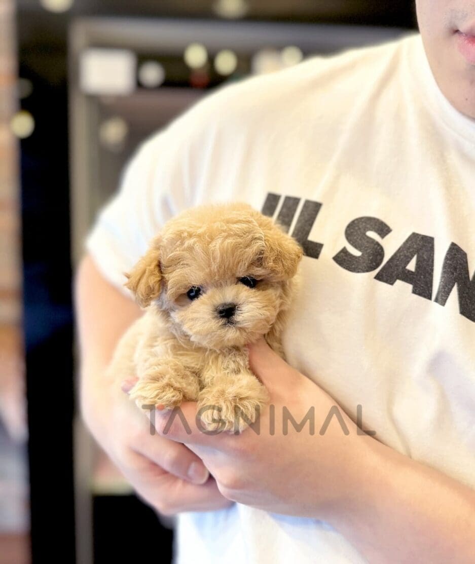 Poodle puppy for sale, dog for sale at Tagnimal