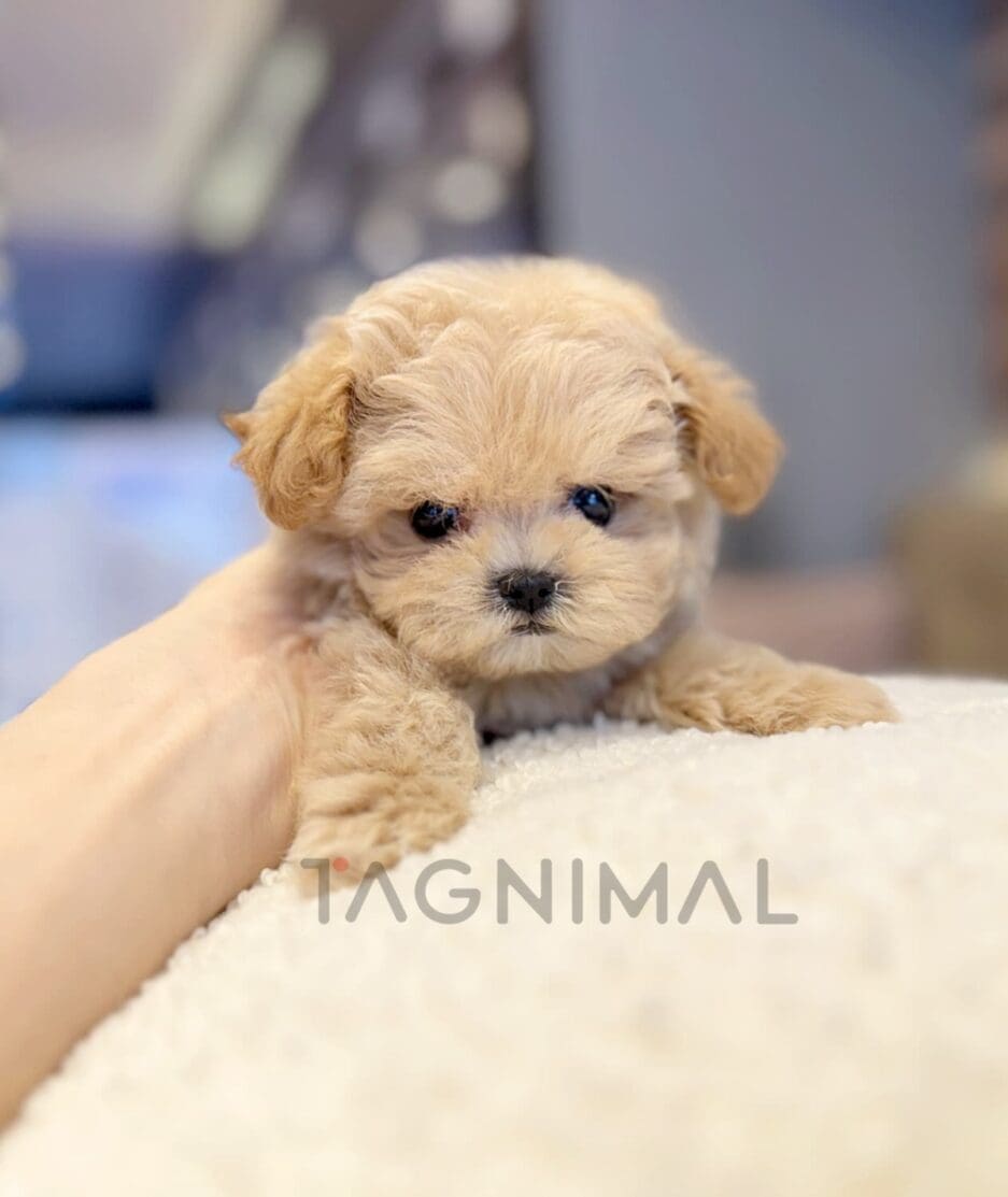 Poodle puppy for sale, dog for sale at Tagnimal