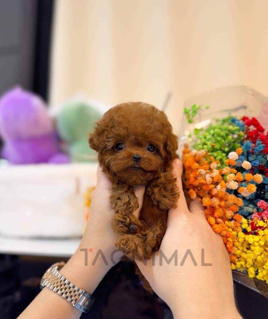 Poodle puppy for sale, dog for sale at Tagnimal