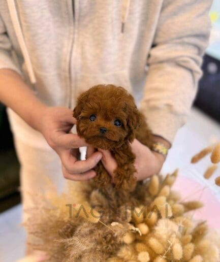 Cinnamon micro poodle dog hotsell