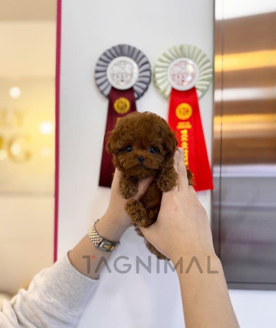 Poodle puppy for sale, dog for sale at Tagnimal