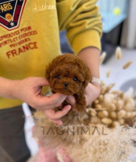 Poodle puppy for sale, dog for sale at Tagnimal