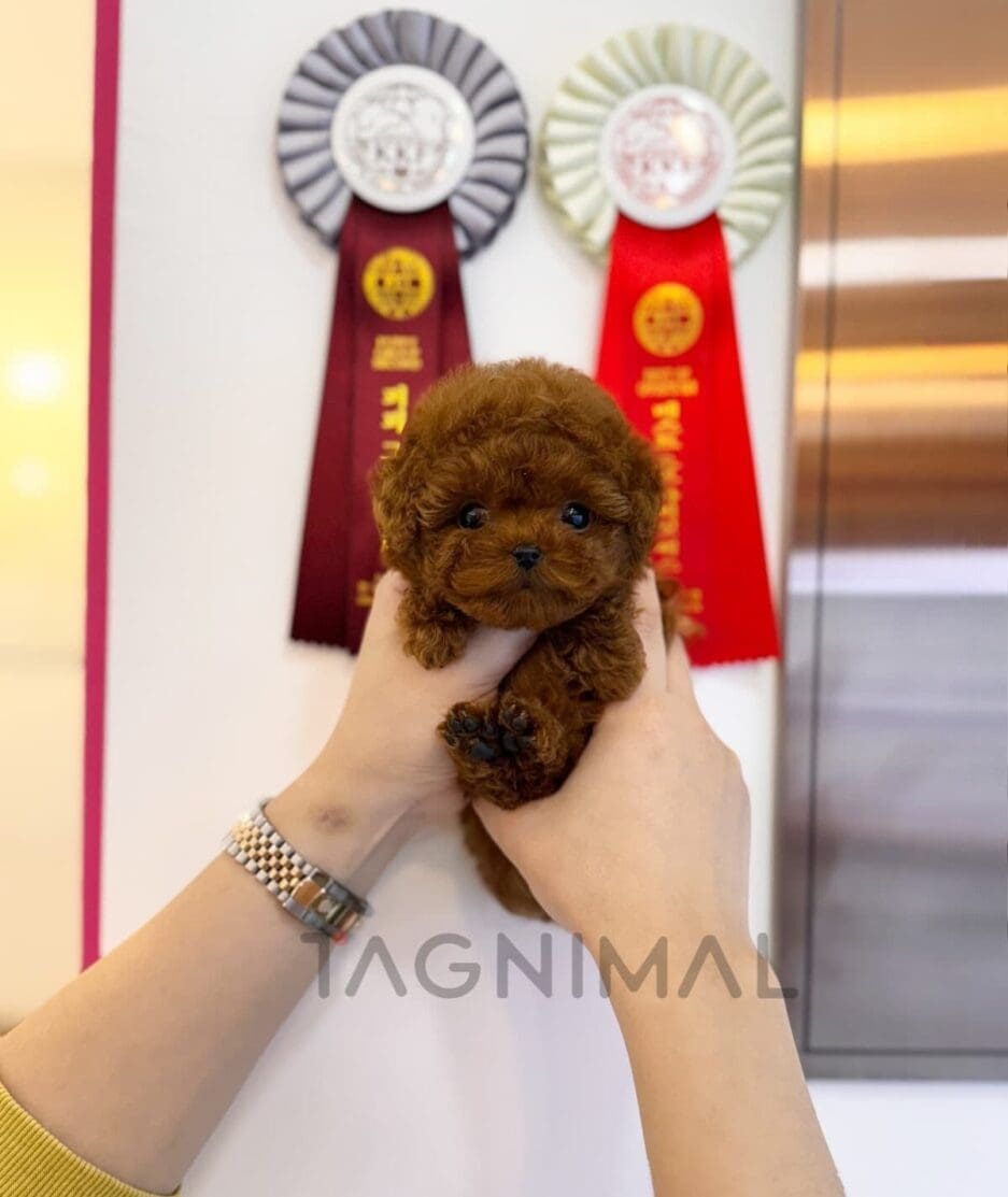 Poodle puppy for sale, dog for sale at Tagnimal