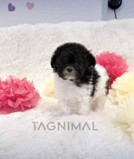 Poodle puppy for sale, dog for sale at Tagnimal