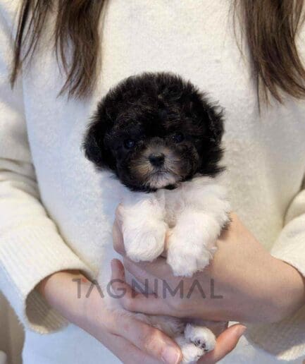 Poodle puppy for sale, dog for sale at Tagnimal