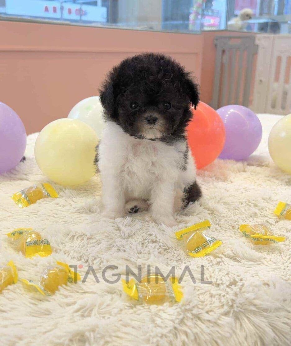 Poodle puppy for sale, dog for sale at Tagnimal