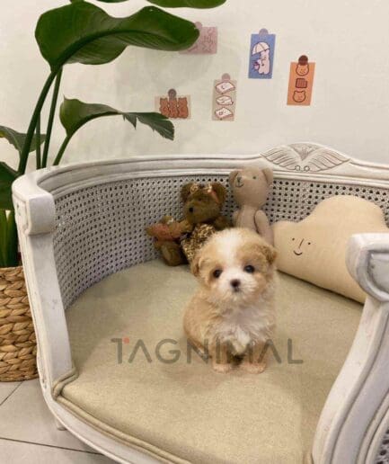 Poodle puppy for sale, dog for sale at Tagnimal