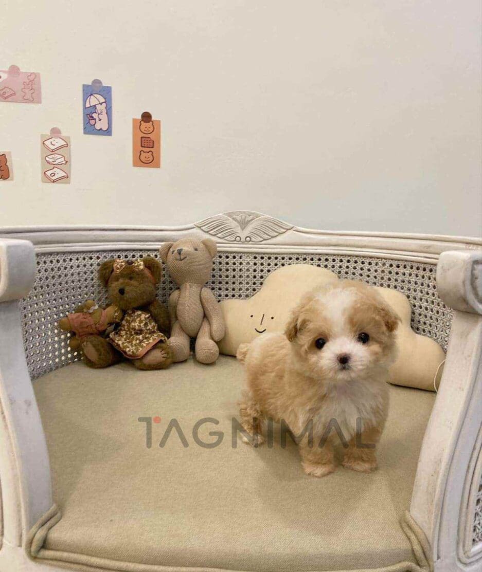 Poodle puppy for sale, dog for sale at Tagnimal