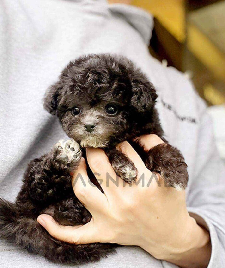 Poodle puppy for sale, dog for sale at Tagnimal