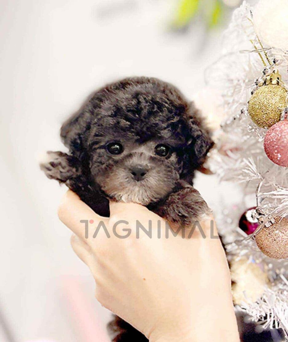 Poodle puppy for sale, dog for sale at Tagnimal