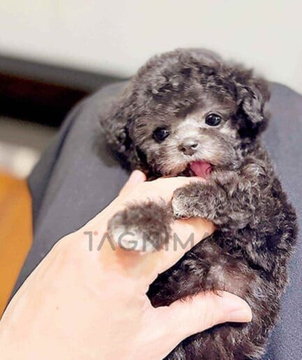 Poodle puppy for sale, dog for sale at Tagnimal