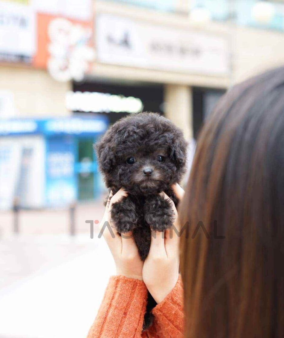 Poodle puppy for sale, dog for sale at Tagnimal