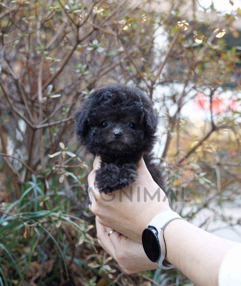 Poodle puppy for sale, dog for sale at Tagnimal